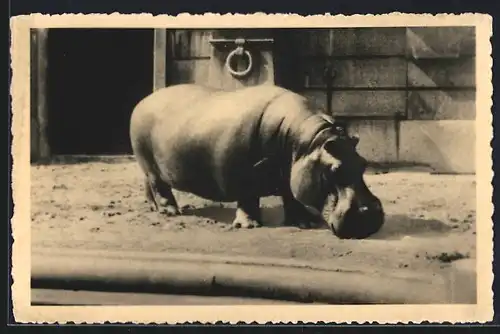 AK Jardin Zoologique, Anvers, Hippopotame