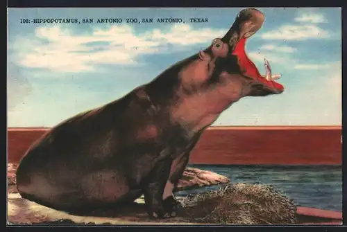 AK Texas, San Antonio Zoo, Hippopotamus