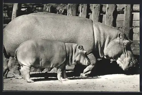 AK Budapest, Nilpferdkuh mit Junges