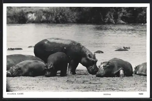 AK Uganda, Nilpferde mit Jungen am Wasser