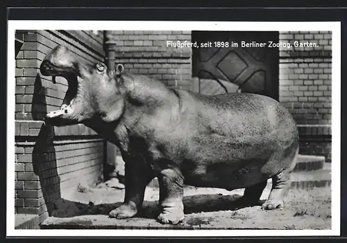 AK Berlin, Flusspferd seit 1898 im Zoolog. Garten