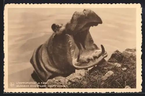 AK L`Hippopotame a faim, Nilpferd mit offenem Maul