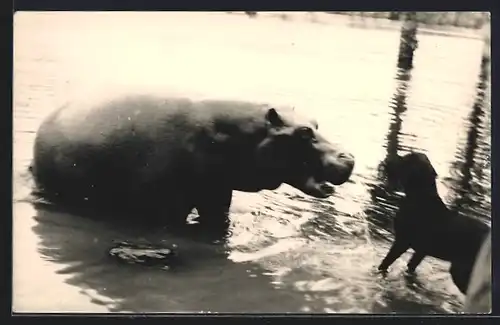 AK Nilpferd trifft auf Hund im Wasser
