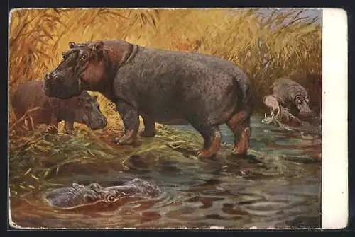 AK Nilpferd verlässt das Wasser