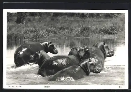 AK Gruppe von Nilpferden schwimmen im Wasser
