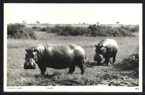 AK Uganda, Nilpferde auf einer Wiese