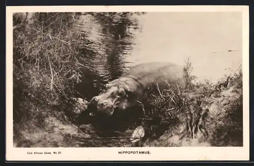 AK Nilpferd kommt aus dem Wasser ans Ufer
