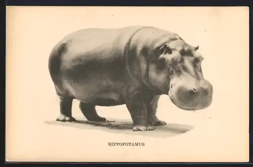 AK Chicago, Hippopotamus, Field Museum of Natural History