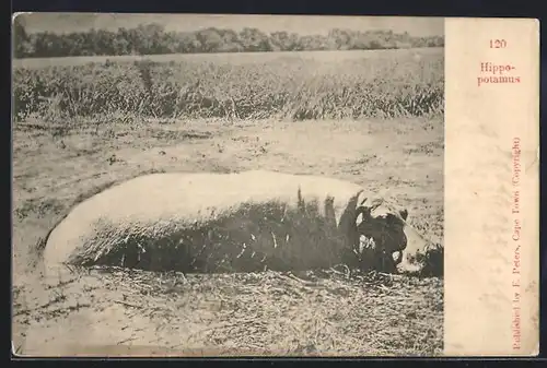 AK Nilpferd liegend in der Sonne
