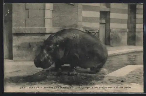AK Paris, Jardin des Plantes, L`Hippopotame Kako sortant du bain