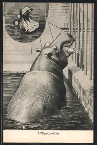 AK Nilpferd im Zoogehege