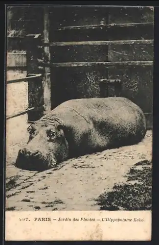 AK Paris, Jardin des Plantes, L`Hippopotame Kako