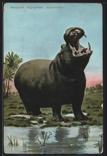 AK Nilpferd mit aufgerissenem Maul, Flusspferd