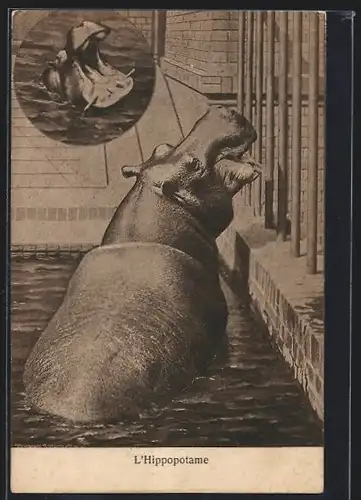 AK Nilpferd im Zoogehege