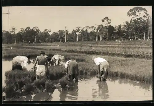 Fotografie China, Reisbauern bei der Arbeit im Reisfeld