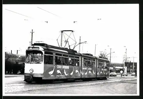 Fotografie unbekannter Fotograf, Ansicht Duisburg, Strassenbahn-Triebwagen mit Zoo-Reklame