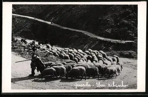 Fotografie Herminios, Ansicht Guarda / Graubünden, Schäfer treibt seine Herde durch Serpentinen