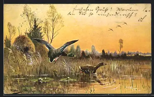 Künstler-AK M. Müller jun.: Enten beim Anflug auf einen See