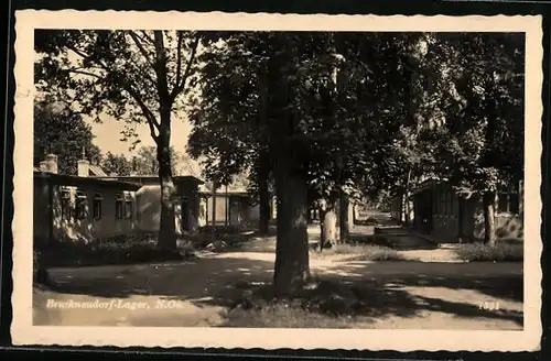 AK Bruckneudorf-Lager, Strassenpartie mit Alleebäumen und Baracken