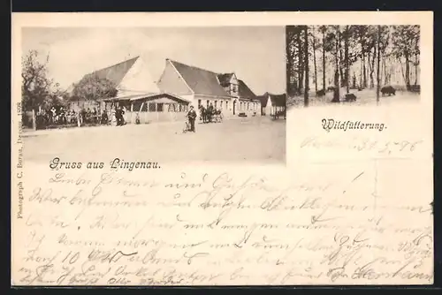 AK Lingenau, Strassenpartie, WIldfütterung