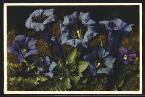 Foto-AK Emanuel Gyger: Gentiana Kochiana, Koch`scher Enzian