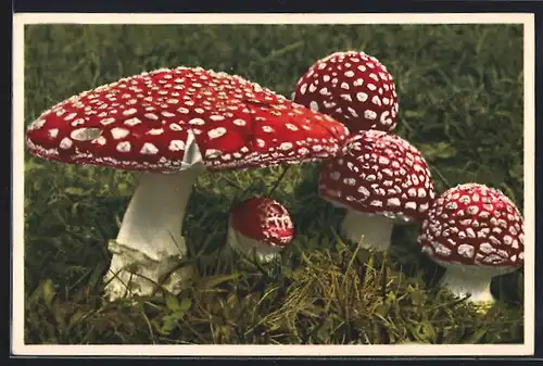 AK Emanuel Gyger: Amanita muscaria, Fliegenpilze auf einer Wiese