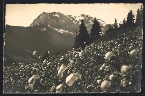 Foto-AK Emanuel Gyger: Adelboden, Frühlingslandschaft im Gilbach