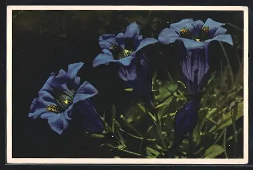 Foto-AK Emanuel Gyger: Koch`scher Enzian