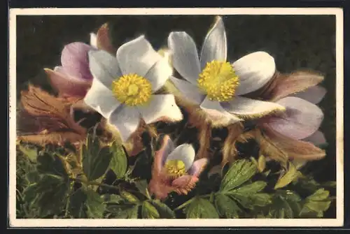 Foto-AK Emanuel Gyger: Frühlings-Anemone