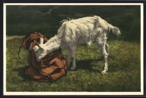 Foto-AK Emanuel Gyger: Gitzi auf Besuch