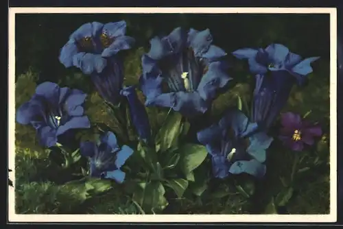 Foto-AK Emanuel Gyger: Koch`scher Enzian