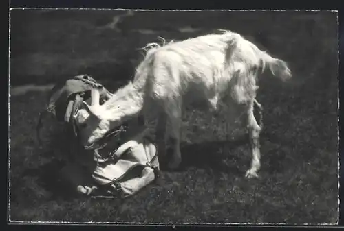 Foto-AK Emanuel Gyger: Gizi auf Besuch, Ziege