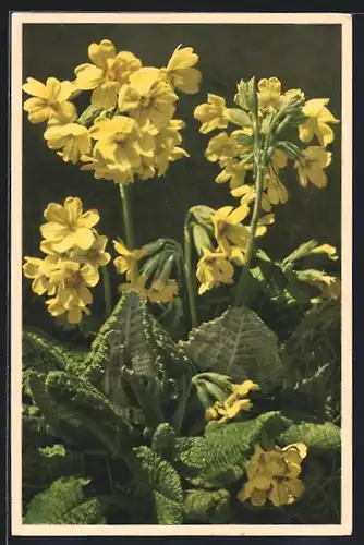 Foto-AK Emanuel Gyger: Wald-Schlüsselblume