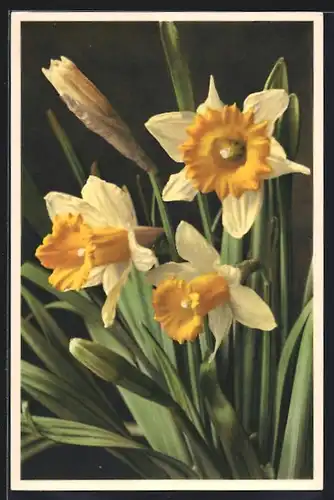 Foto-AK Emanuel Gyger: Gelbe Narcisse