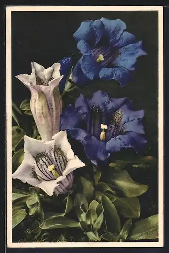 Foto-AK Emanuel Gyger: Koch`scher Enzian, Blumen