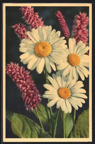 Foto-AK Emanuel Gyger: Grosse Wucherblume, Marguerite, Ox-eyed Daisy