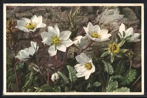 Foto-AK Emanuel Gyger: Silberwurz, Blumen