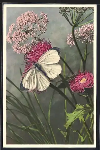 Foto-AK Emanuel Gyger: Langstielige Distel, Grosser Kohlweissling, Blumen mit Schmetterling