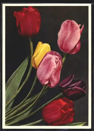 Foto-AK Emanuel Gyger: Tulpen