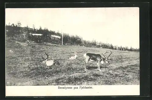 AK Rensdyrene paa Fjeldsaeter, Rentiere