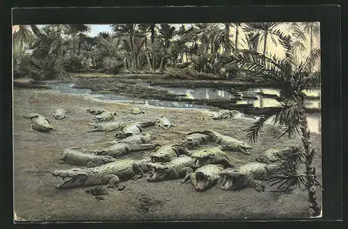 AK Krokodile ruhen am Flussufer