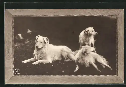 AK Drei weisse Hunde mit langem Fell und Schlappohren