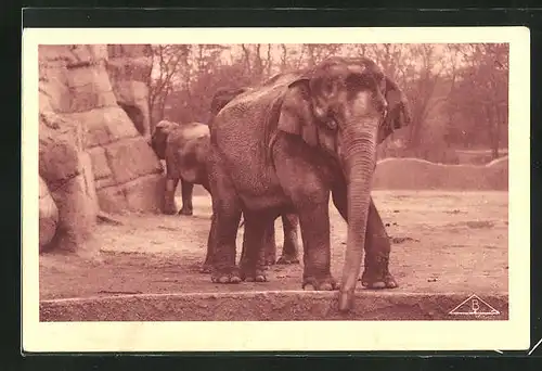 AK Elefant im Freigehege eines Zoos