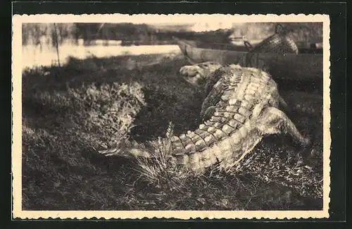 AK Krokodil am Ufer des Victoria-Sees