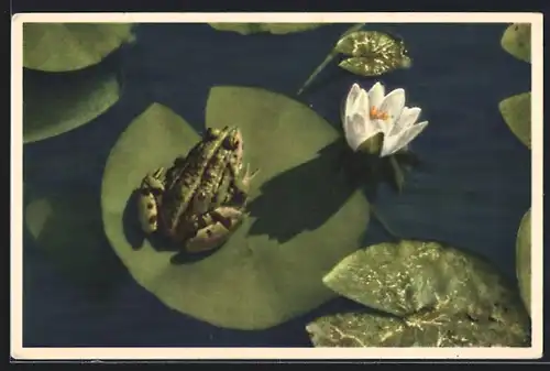 Foto-AK Emanuel Gyger: Weisse Seerose und Frosch