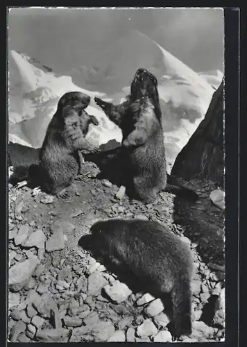 AK Murmeltiere in den Bergen spielend