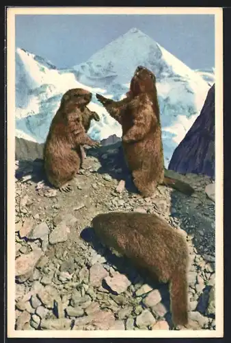 AK Murmeltiere in den Bergen spielend