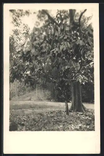 AK Kakaopflanze neben einem Baum