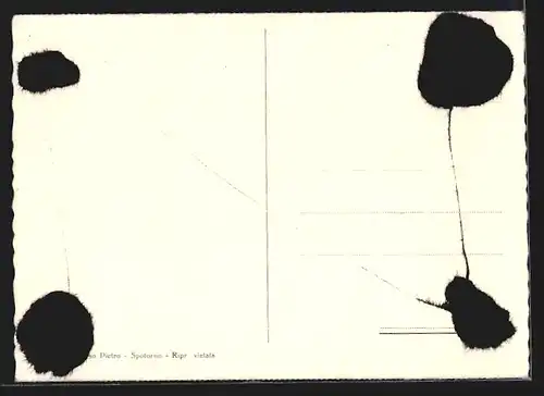 AK Spotorno, Giardini Pubblici