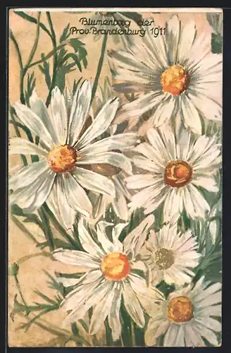 AK Brandenburg, Karte zum Blumentag 1911mit Margeriten
